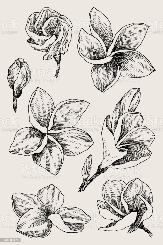 Plumeria Drawing Image