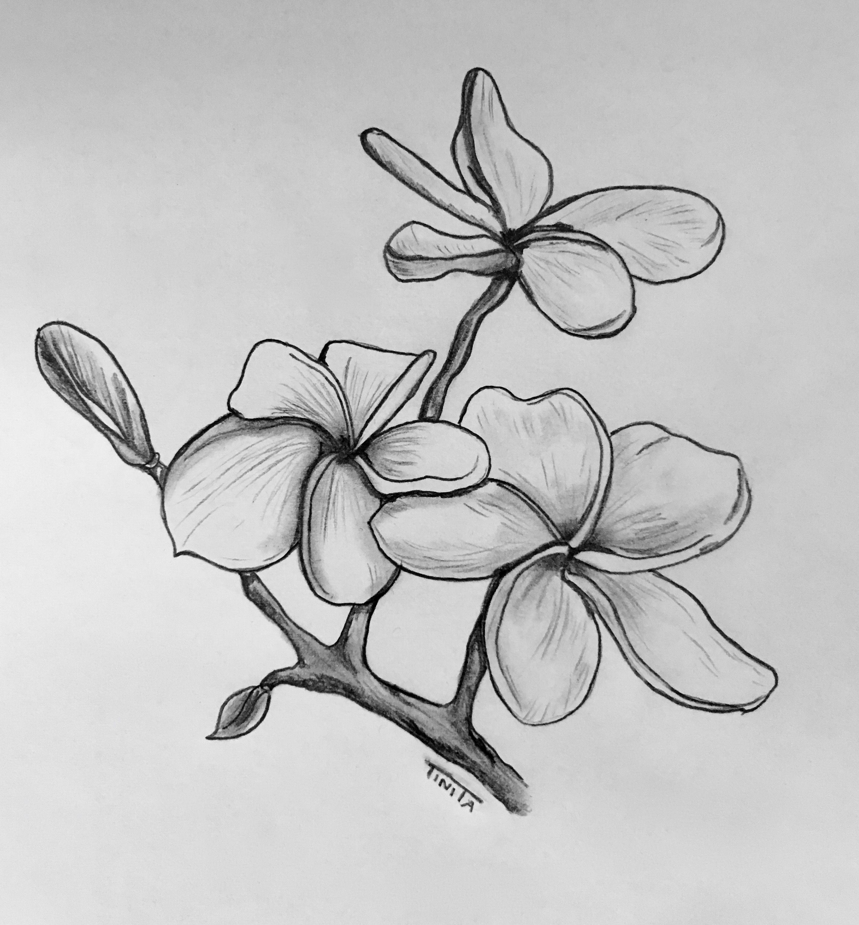 Plumeria Drawing Pics