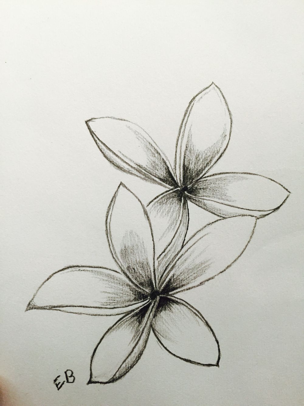Flower Logo Symbol Petal Plant stem, frangipani, leaf, logo png | PNGEgg