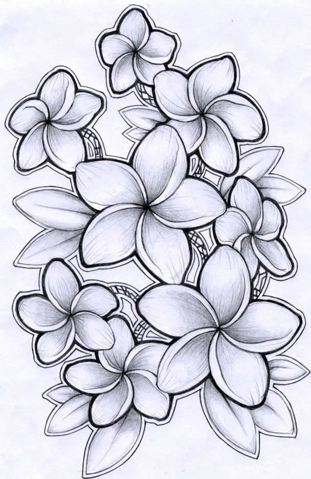 Plumeria Drawing Sketch