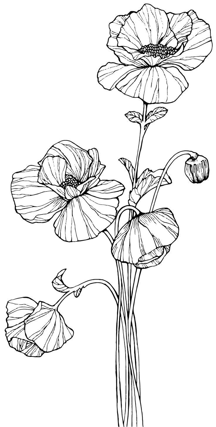Poppy Art Drawing