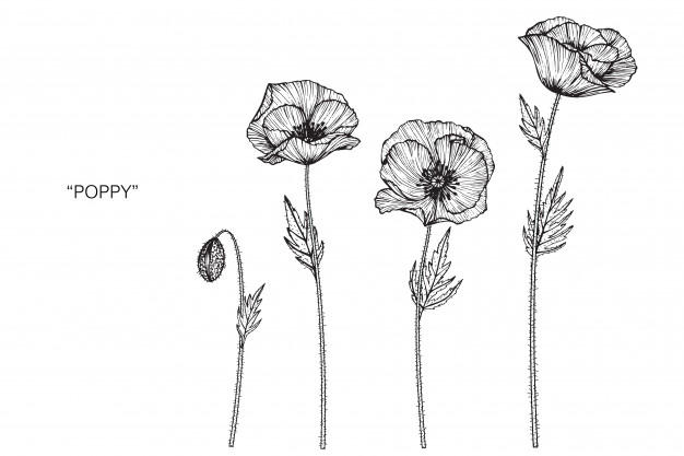 Poppy Drawing Beautiful Art