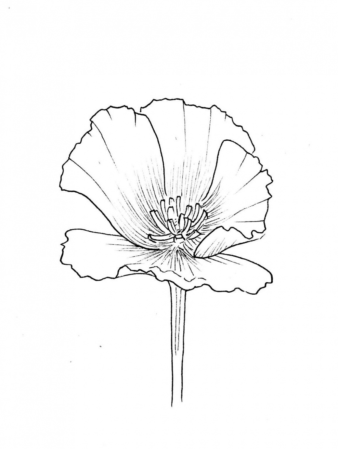 Poppy Drawing Beautiful Image