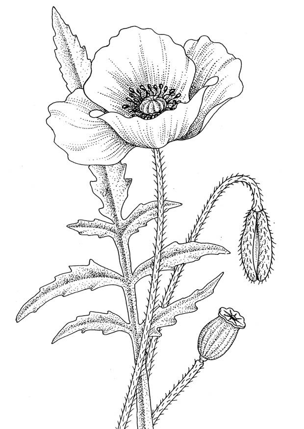 Poppy Drawing Images