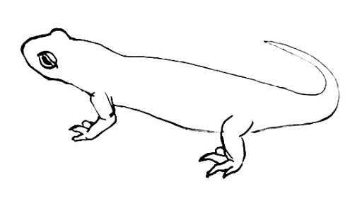 Salamander Art Drawing