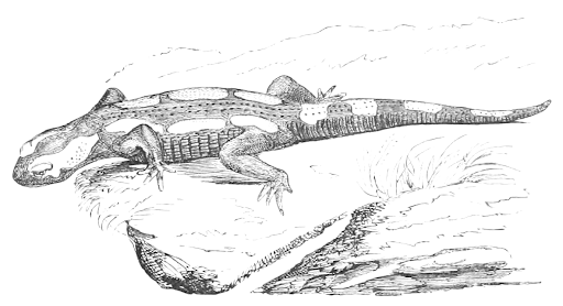 Salamander Drawing Beautiful Image
