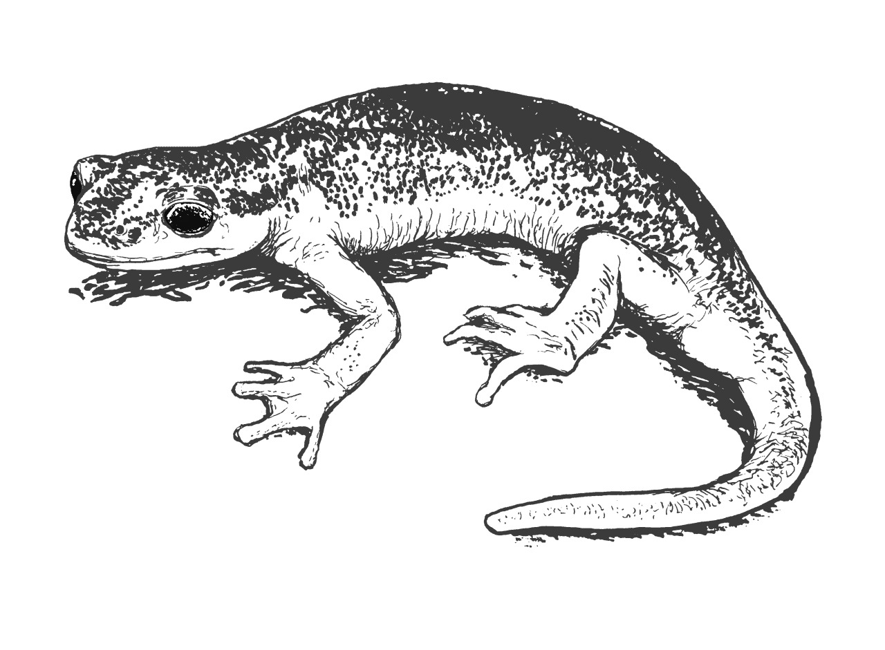 Salamander Drawing High-Quality