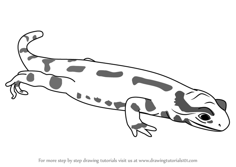 Salamander Drawing Image