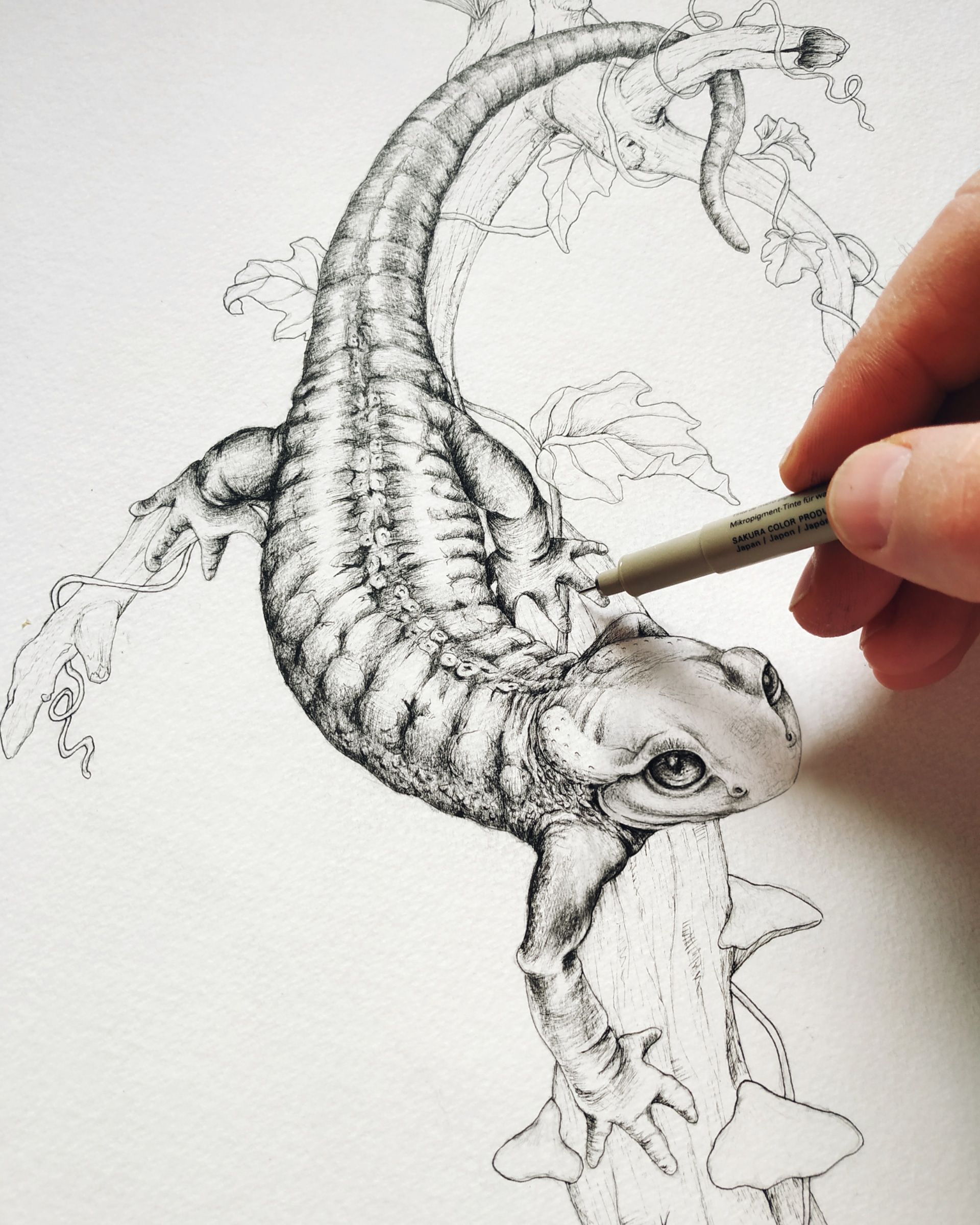 Salamander Drawing Images