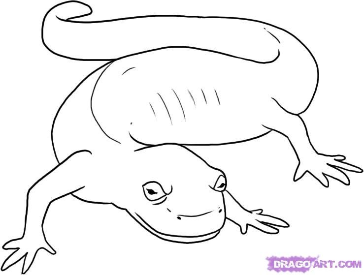 Salamander Drawing Photo