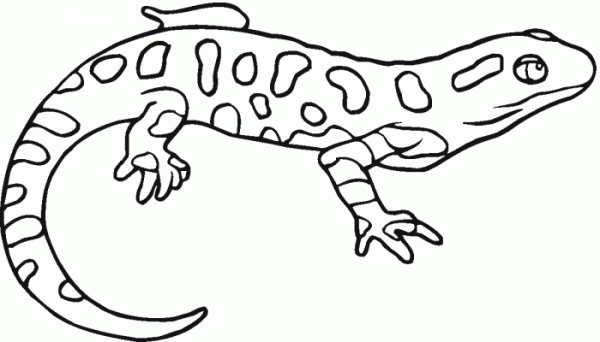 Salamander Drawing Pic