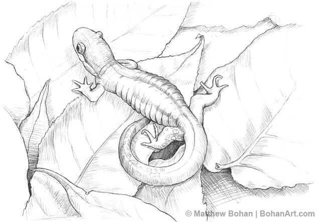Salamander Drawing Pics