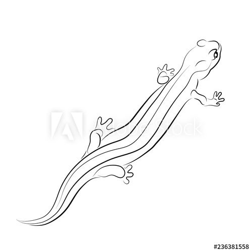 Salamander Drawing Picture