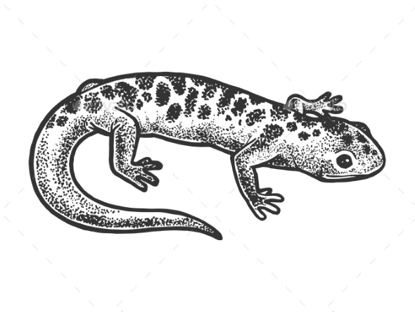 Salamander Drawing Pictures