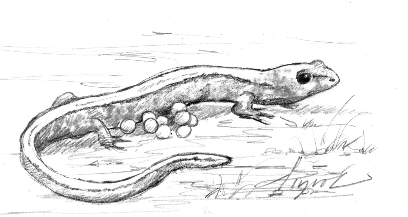 Salamander Drawing Sketch