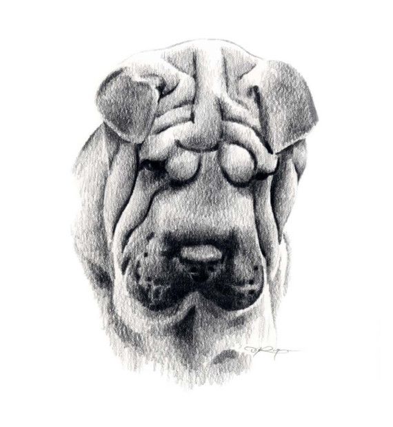 Shar Pei Art Drawing