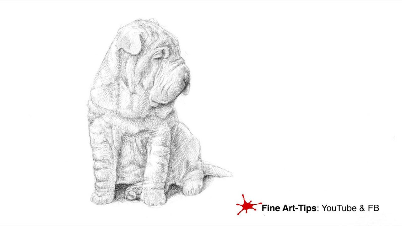 Shar Pei Best Drawing