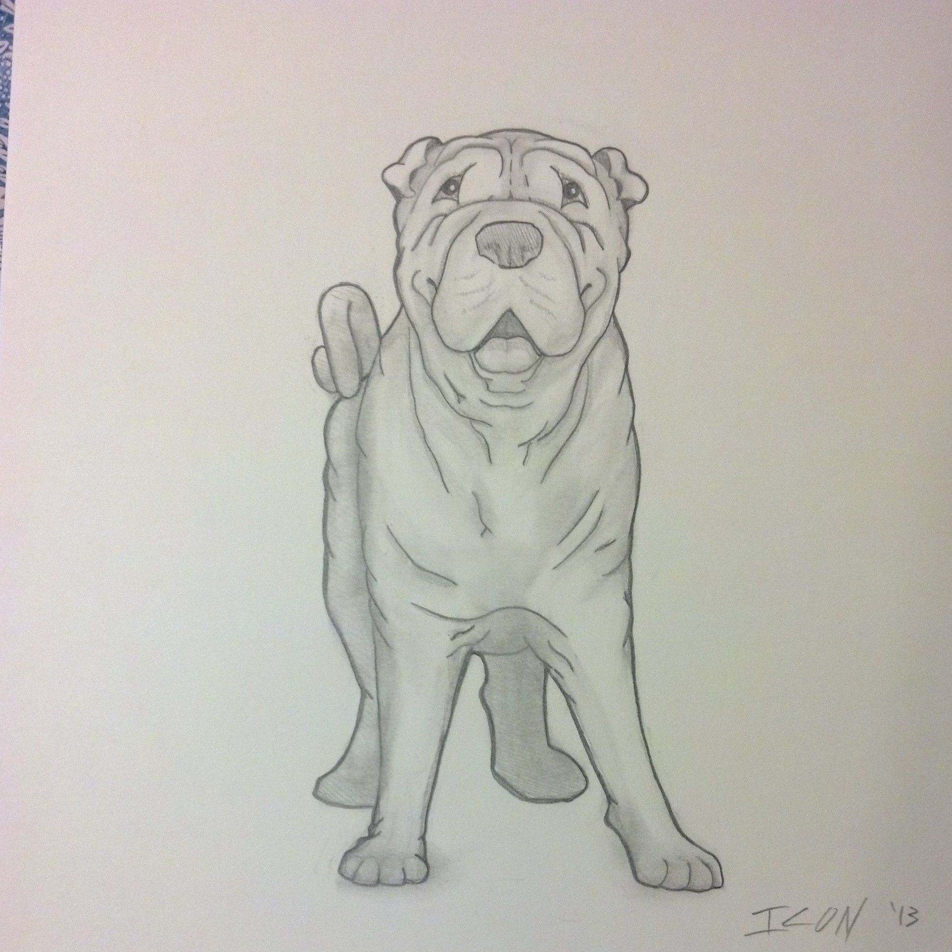 Shar Pei Drawing Amazing