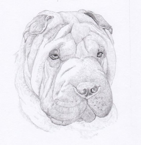 Shar Pei Drawing Image