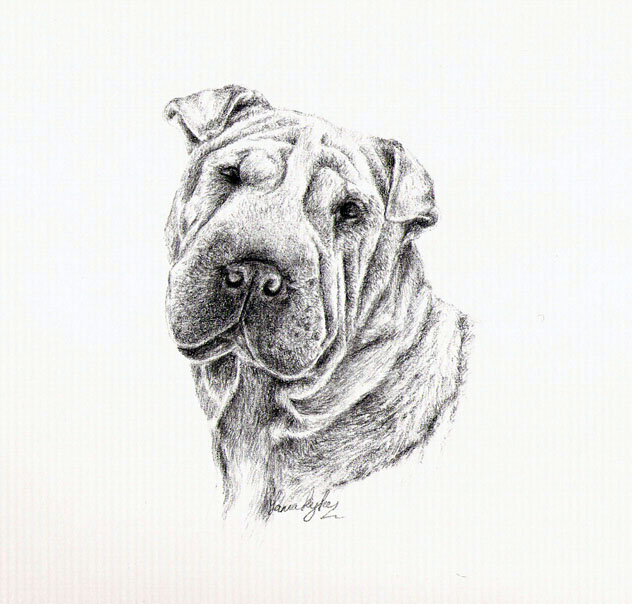 Shar Pei Drawing Pic