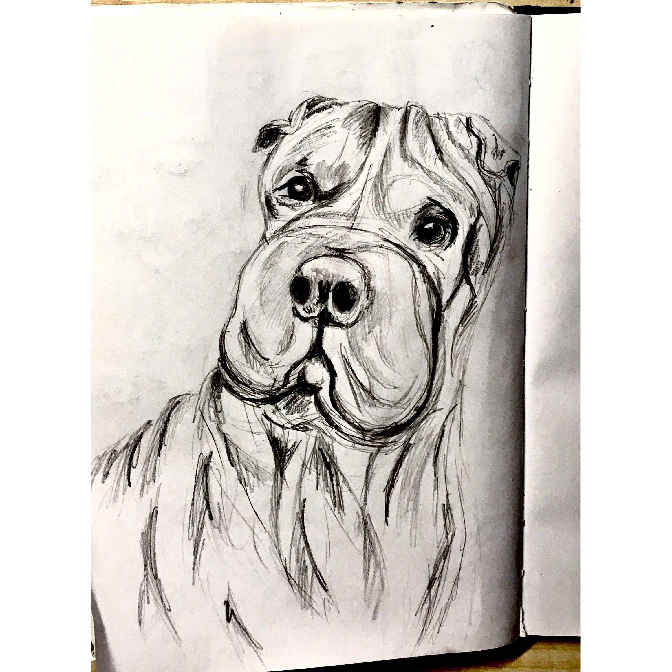 Shar Pei Drawing Pics