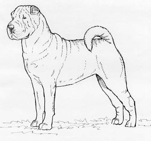 Shar Pei Drawing Picture