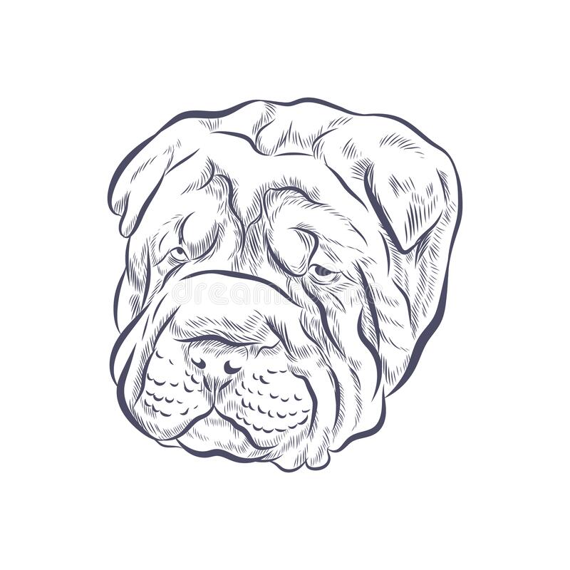 Shar Pei Drawing Sketch