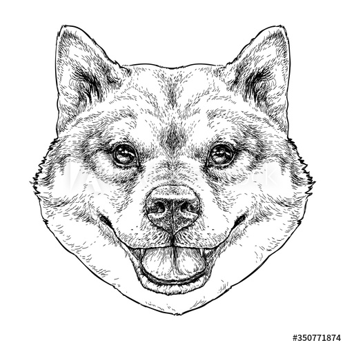 Shiba Inu Best Drawing