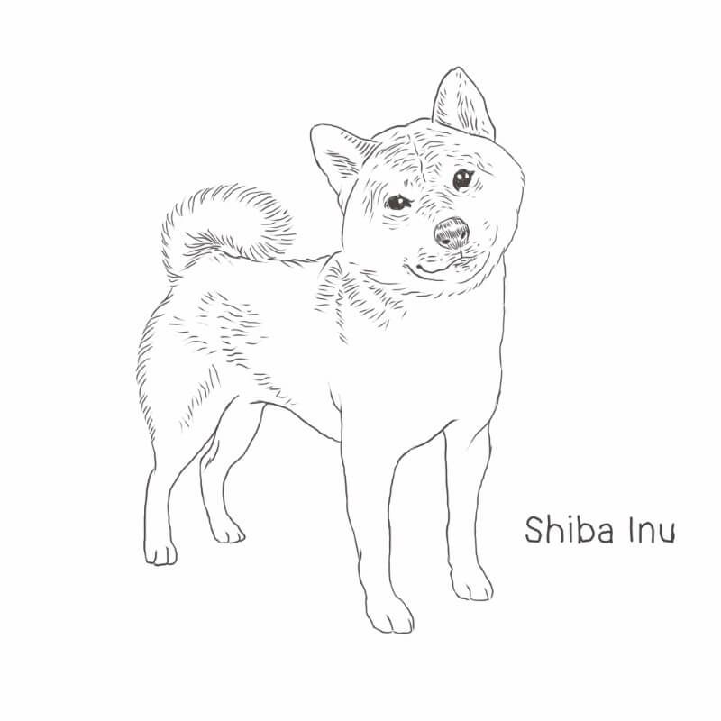 Shiba Inu Drawing Amazing