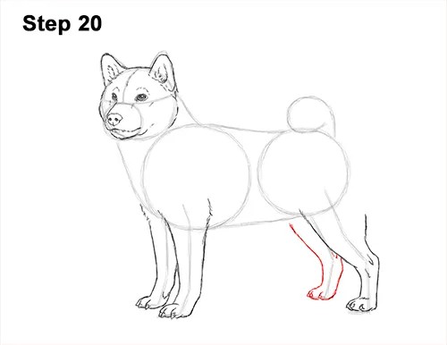 Shiba Inu Drawing Art