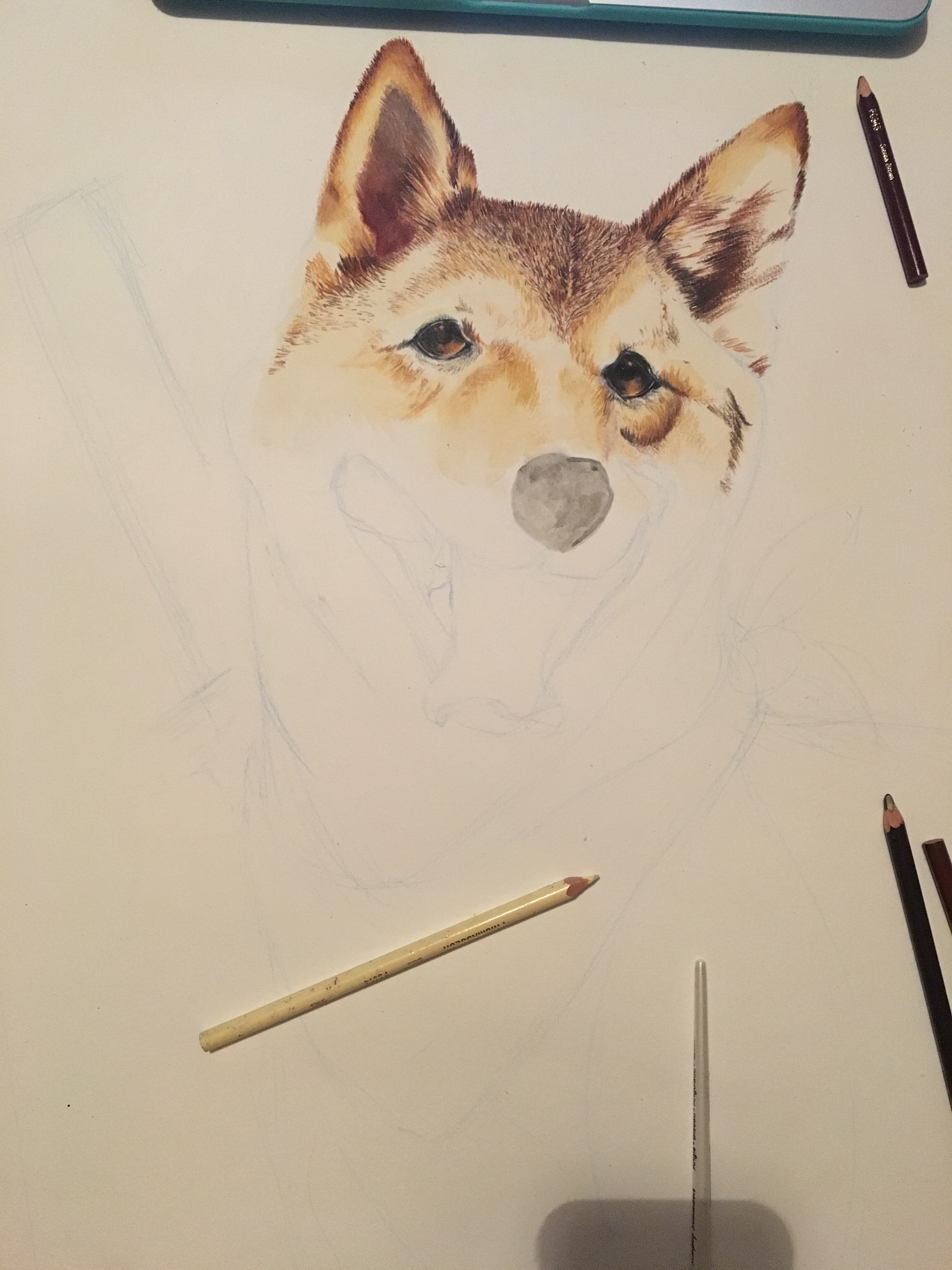 Shiba Inu Drawing Picture