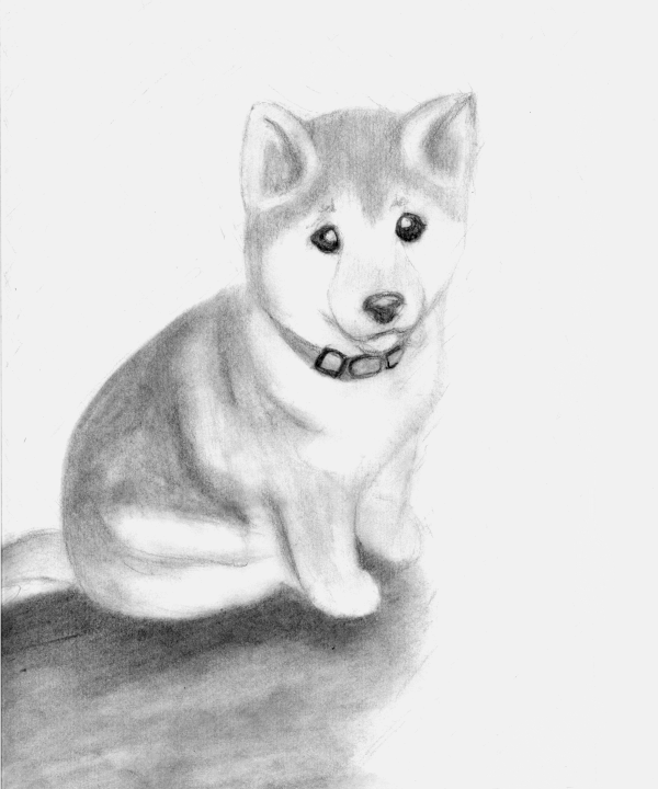 Shiba Inu Drawing Sketch