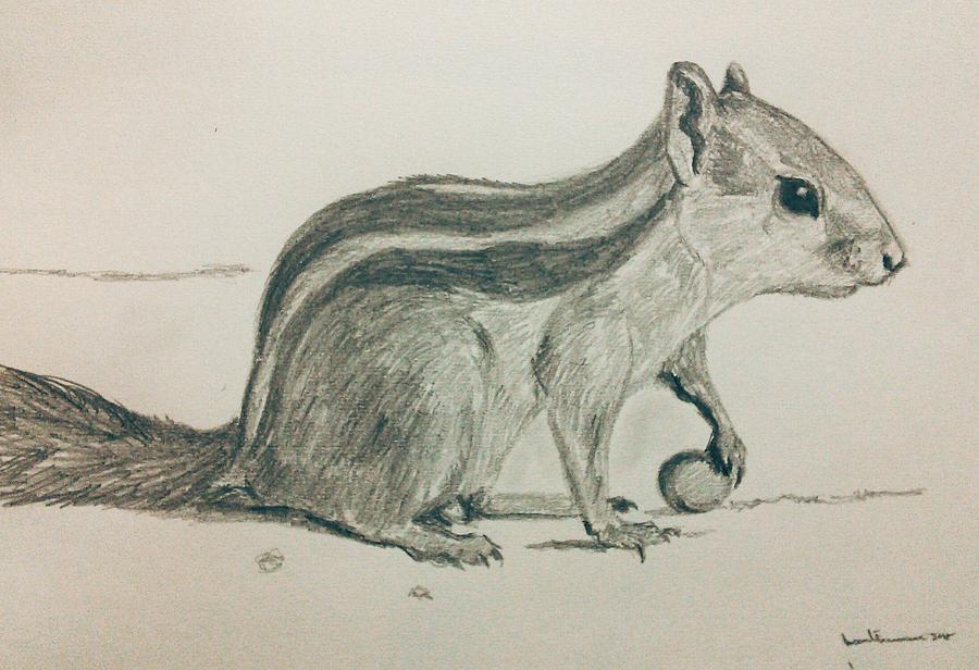 Squirrel Art Drawing