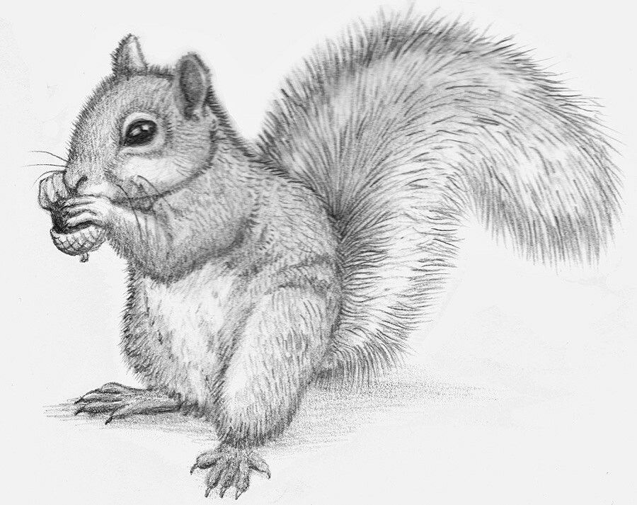 Squirrel Drawing Beautiful Art