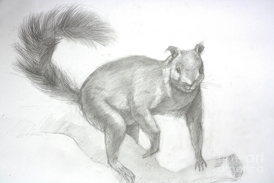 Squirrel Drawing High-Quality