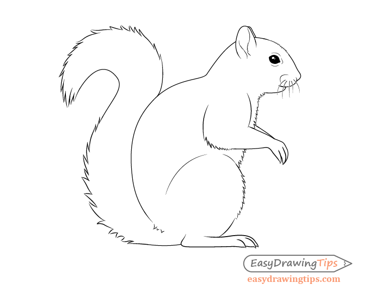 Squirrel Drawing Image