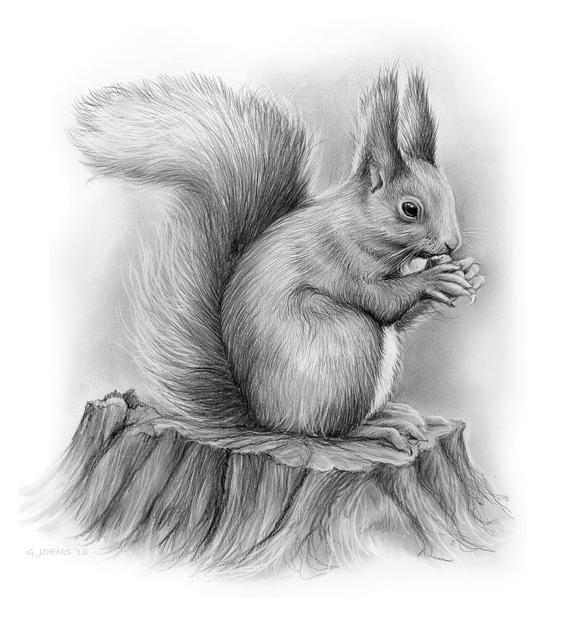 Squirrel Drawing Images