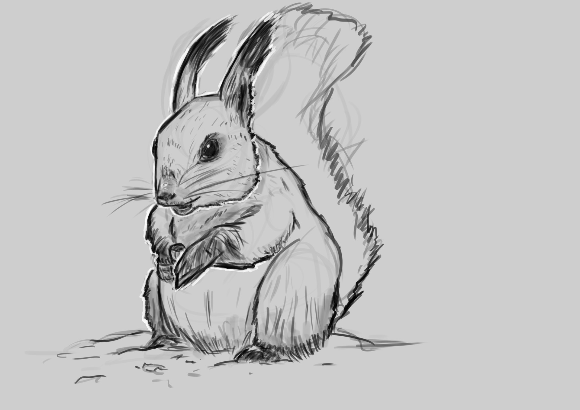 Squirrel Drawing Photo