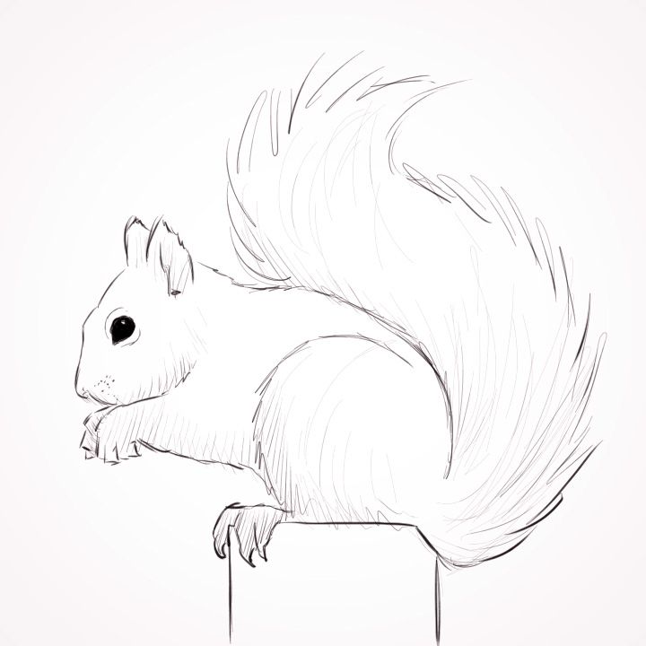 Squirrel Drawing Photos