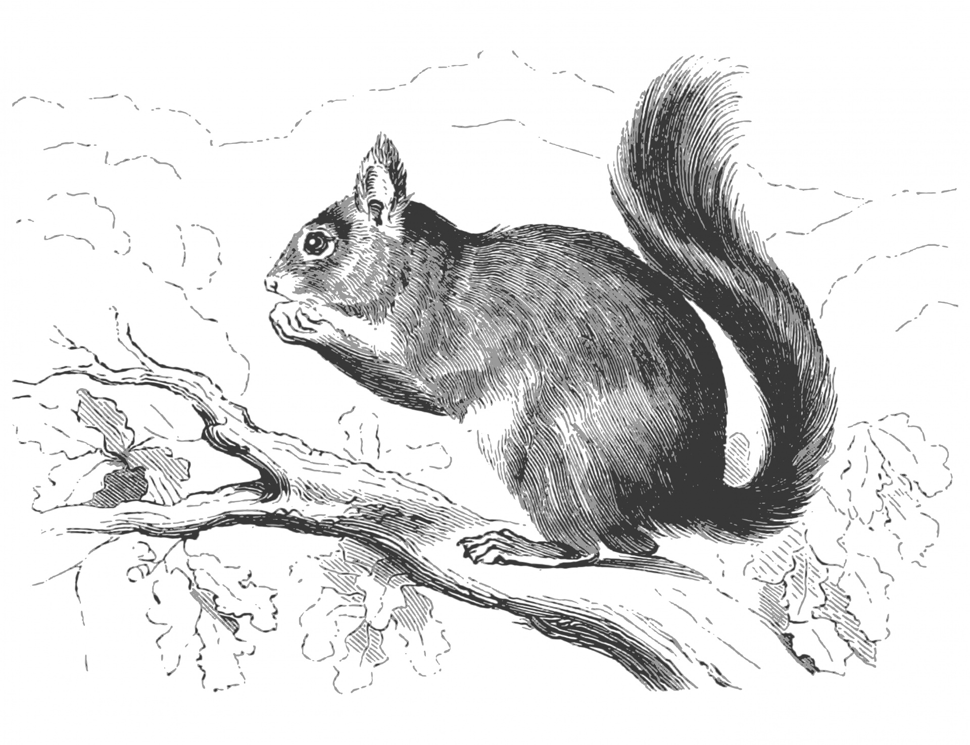 Squirrel Drawing Pictures