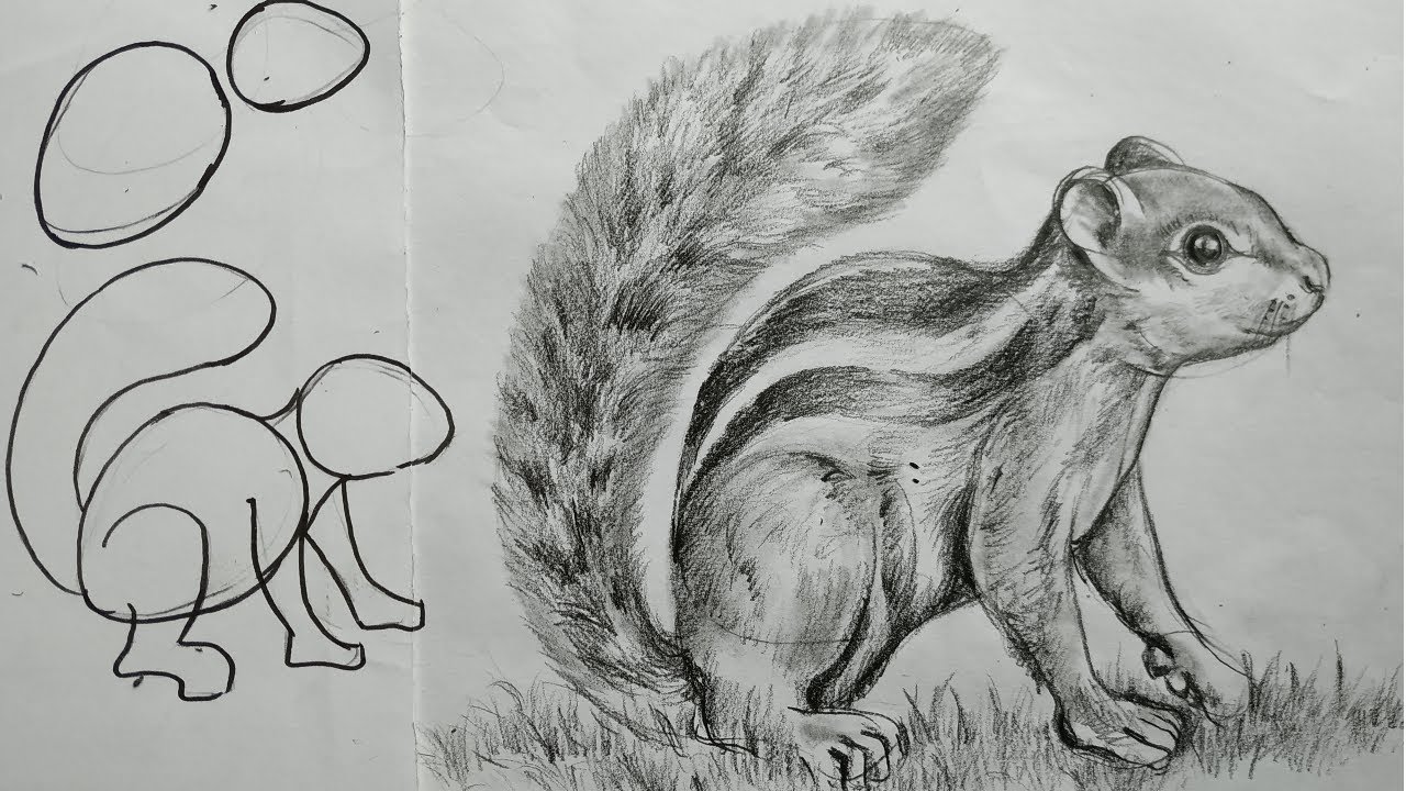 Squirrel Drawing Realistic