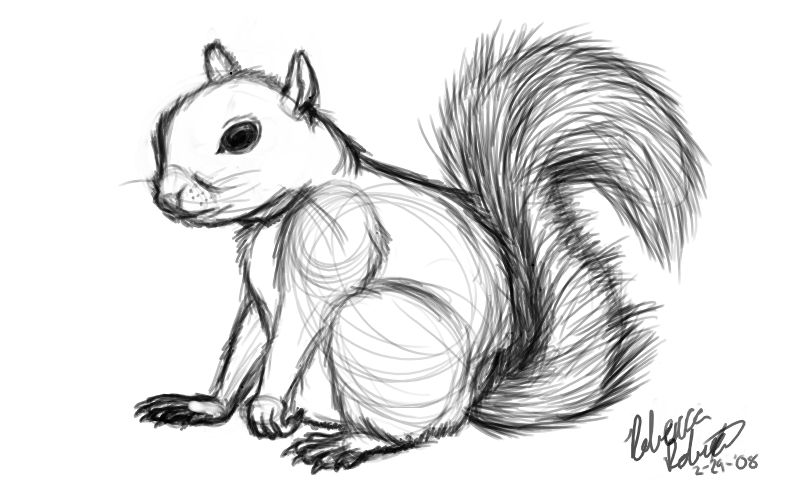Squirrel Drawing Sketch