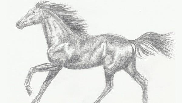 Stallion Art Drawing