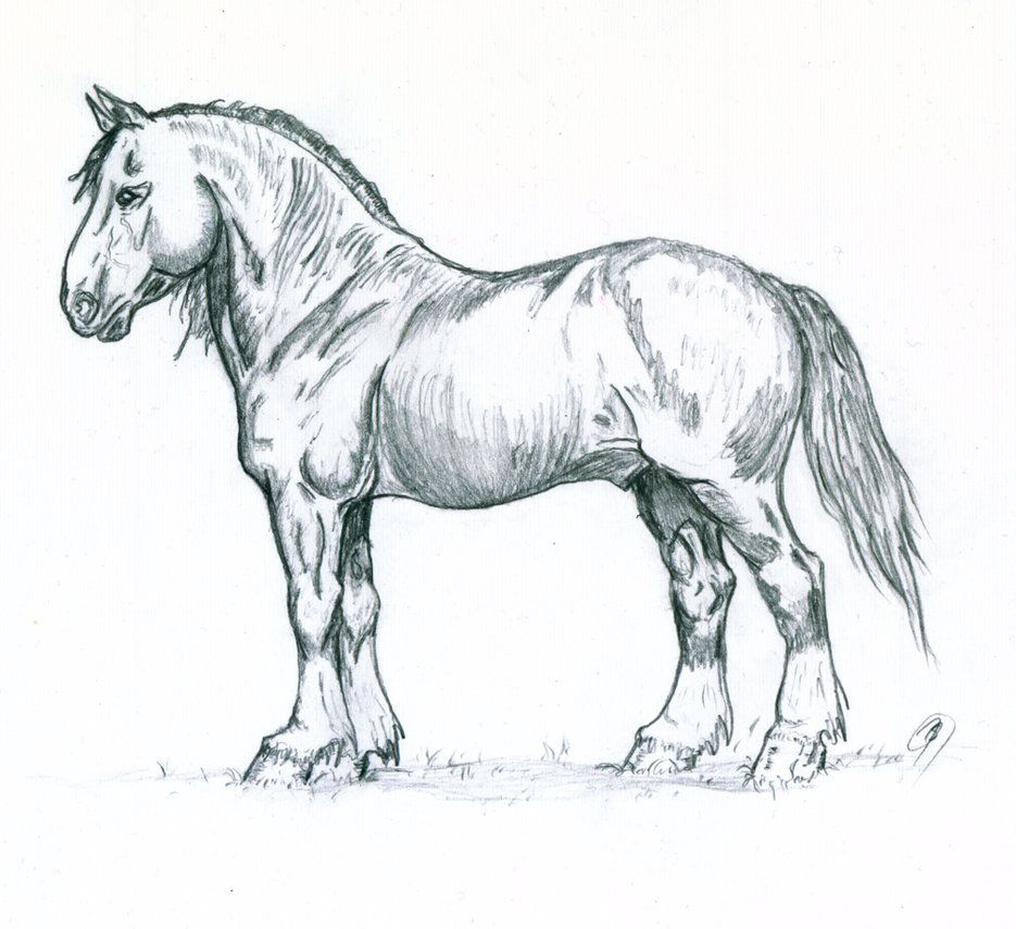 Stallion Best Drawing