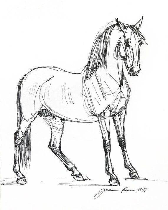 Stallion Drawing Amazing