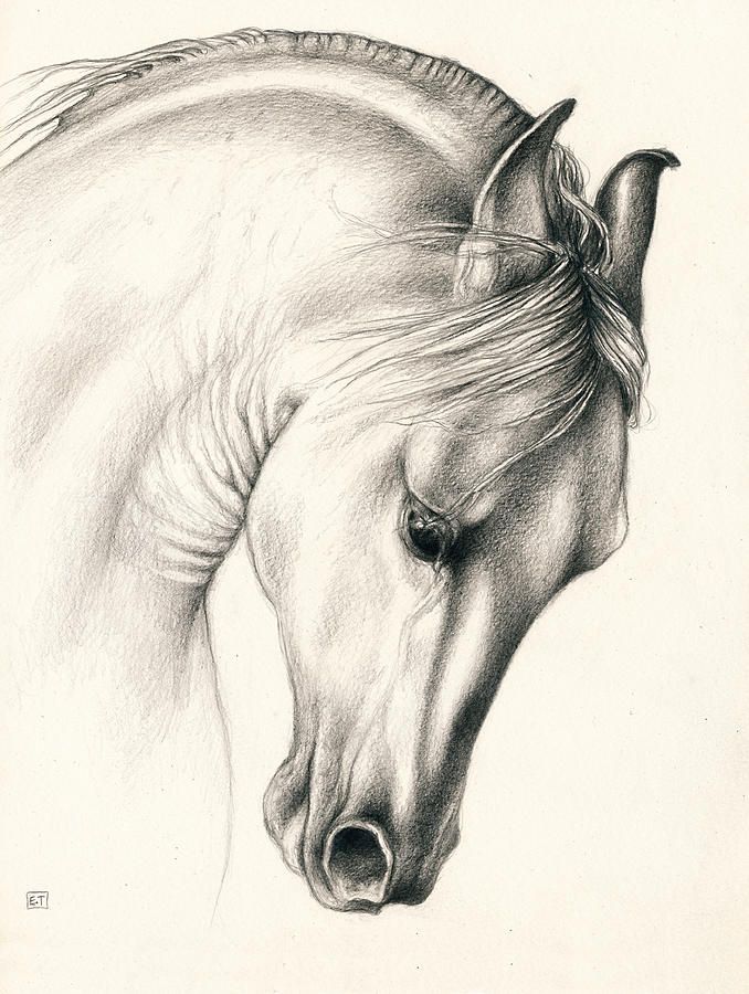 Stallion Drawing Beautiful Image