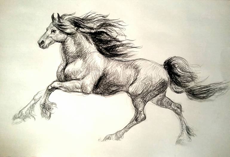 Stallion Drawing Images