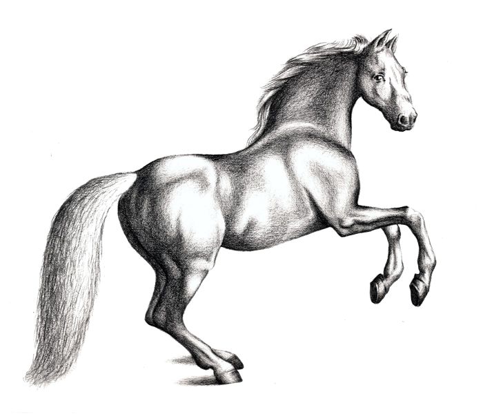 Stallion Drawing Photo