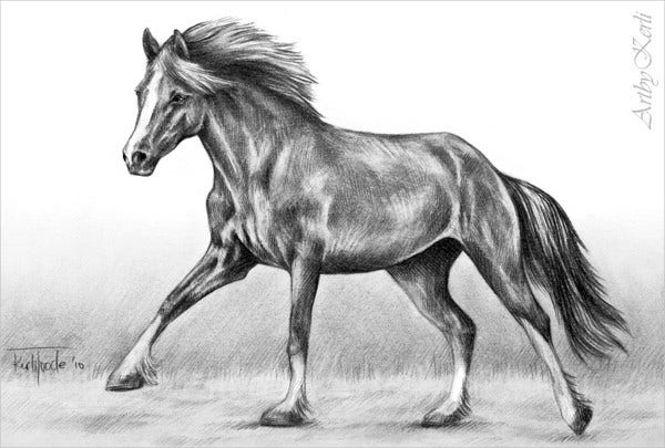 Stallion Drawing Pics