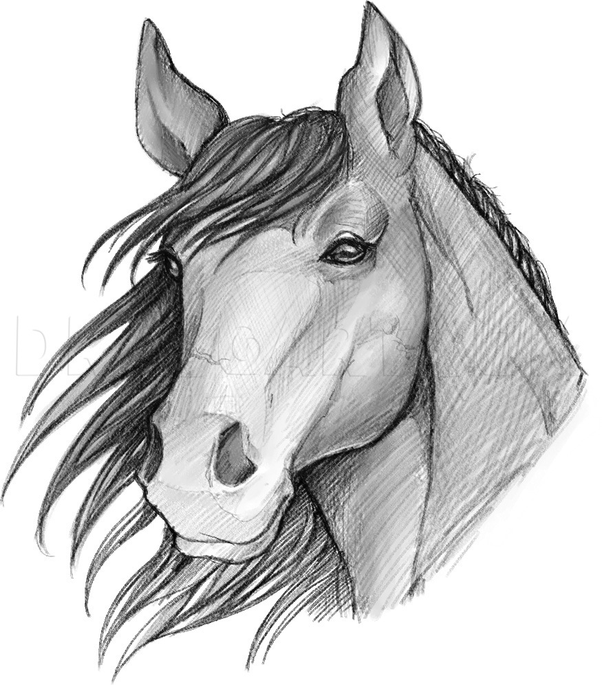 Stallion Drawing Realistic